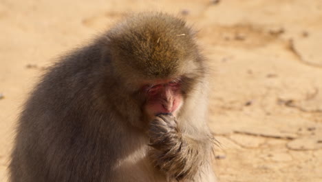 Snow-monkey-eating-hard-shell-nut-on-the-ground,-close-up