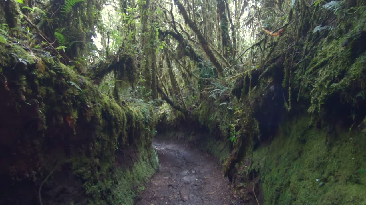 Jungle forest trail humid nature canopy landscape path Ecuador South America