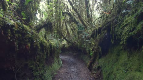 jungle forest trail humid nature canopy landscape path ecuador south america