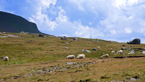 sheep grazing on a hillside. a group of sheep quietly grazes on a grassy hillside under a cloudy sky. the scene captures the tranquility of nature