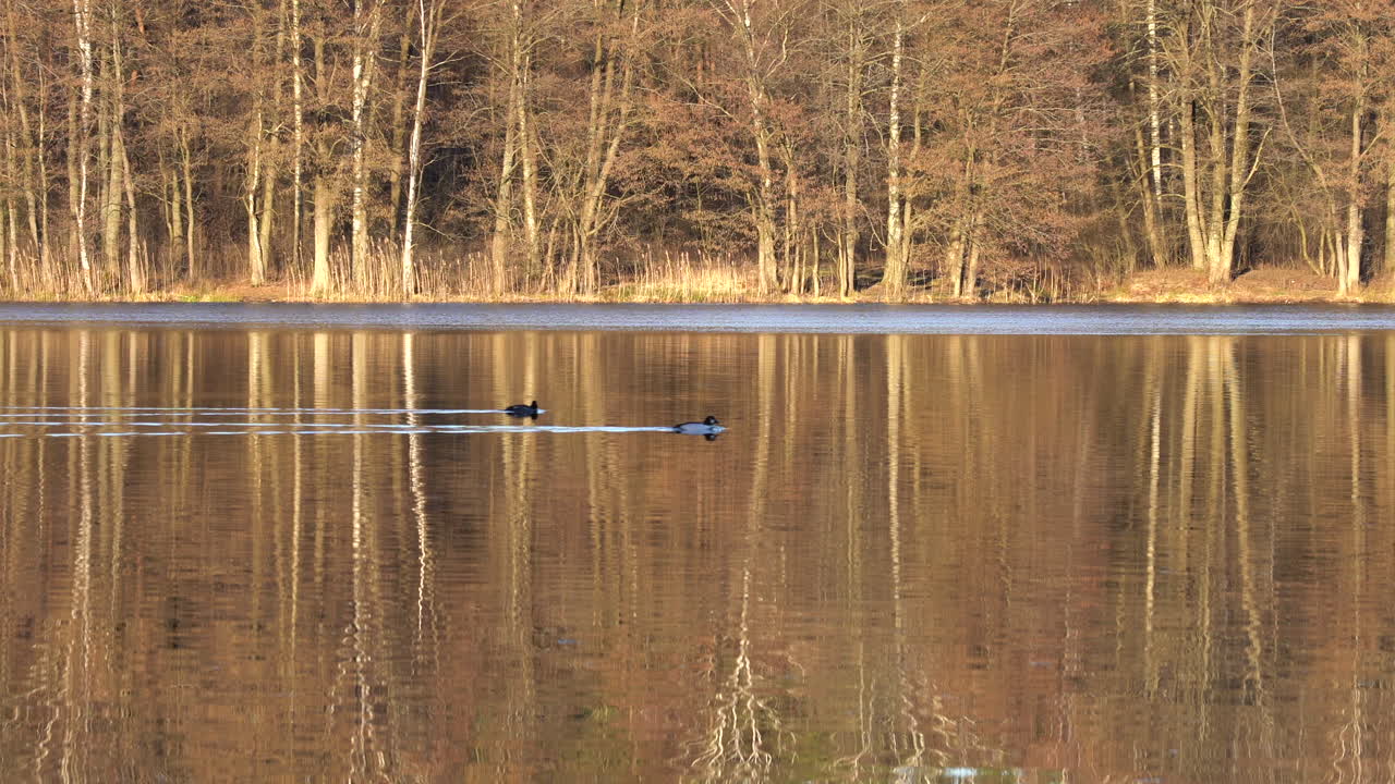 물에 반사된 나무 실루엣으로 호수를 가로질러 헤엄치는 오리 두 마리