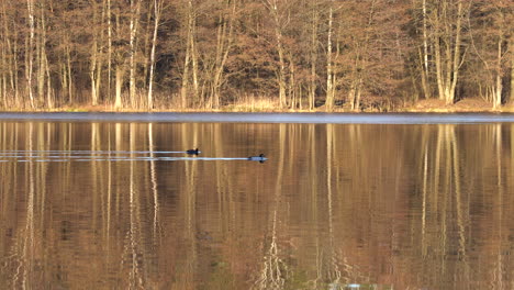 two ducks swimming across lake with trees silhouettes visible in the reflection of water