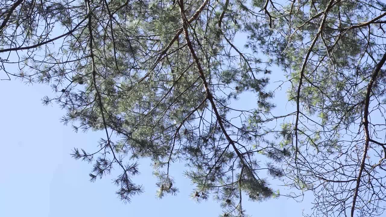 나무 소나무 가지의 아래 샷