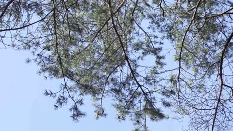 underneath shot of tree pine branches