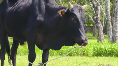 black cow in a field