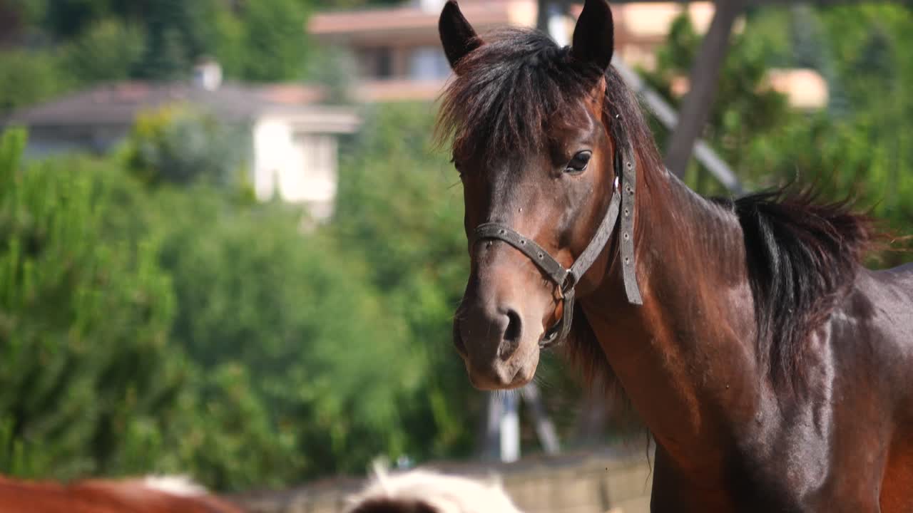 A close-up of a brown horse with a bridle looking forward outdoors