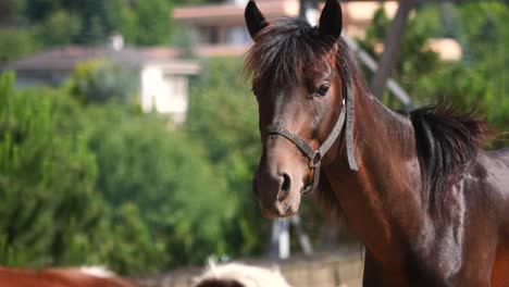 a close-up of a brown horse with a bridle looking forward outdoors