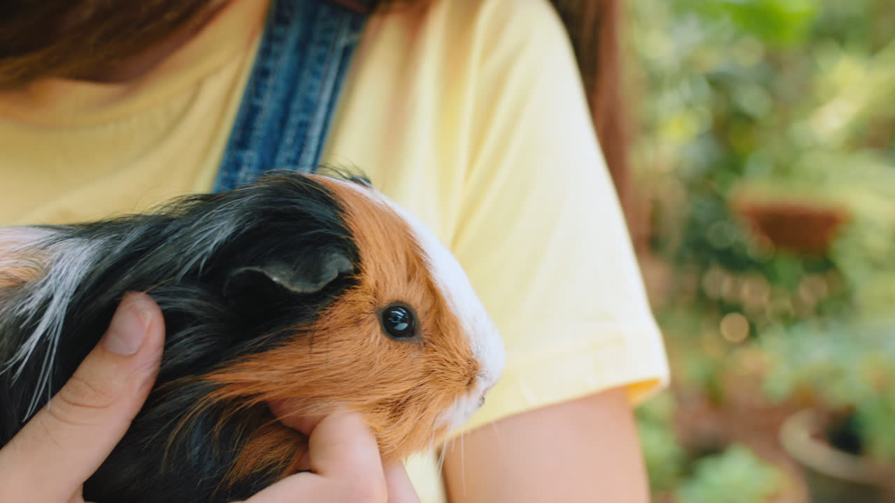 동물원 에서 기니 피그, 애완 동물 과 소녀