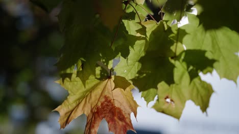 Das-Herbstsonnenlicht-Dringt-In-Zeitlupe-Durch-Die-Rötlichen-Ahornblätter