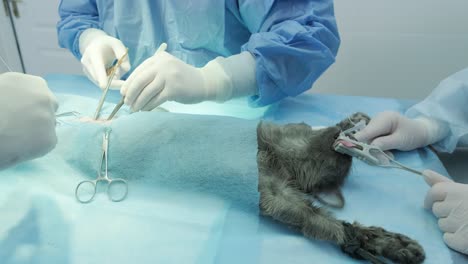 veterinarian surgeons in operating room doing cat neutering