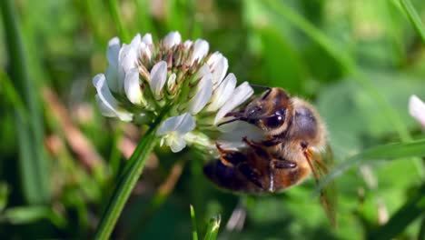 a honey bee collecting pollen and nectar from white clover plant- macro