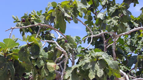 a fig tree with figs growing and a blue sky in summer