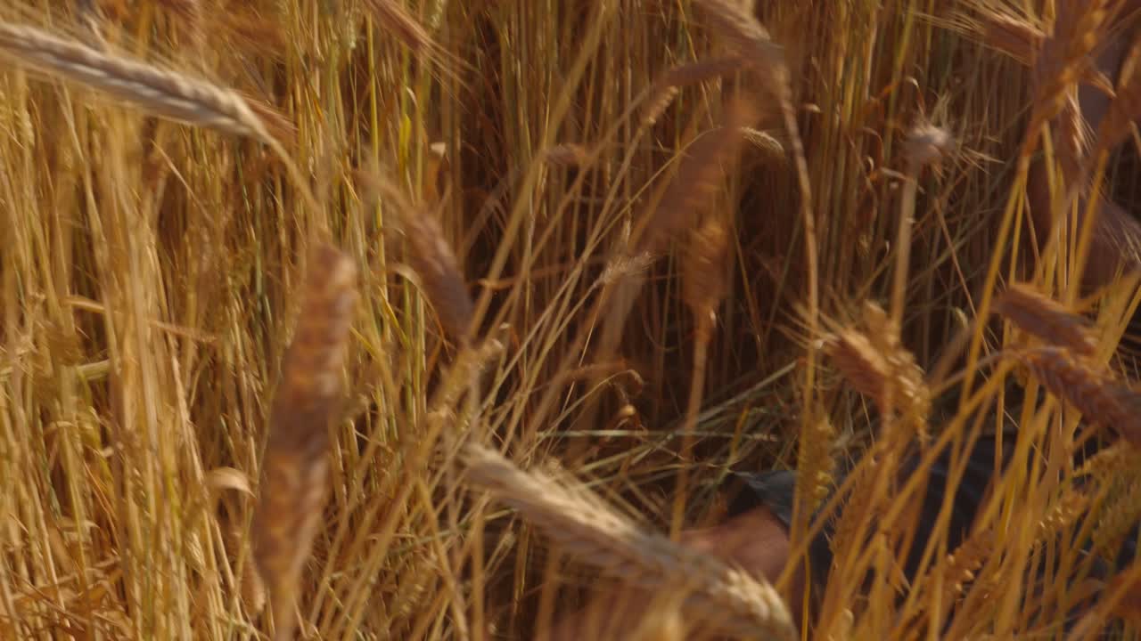 Tracking a man walking in dry field and suddenly fainting due to fatigue