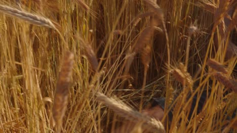 tracking a man walking in dry field and suddenly fainting due to fatigue