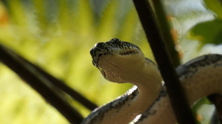Close-up van de groeforganen, ogen en mond van een slang tijdens de jacht - Diamantpython.
