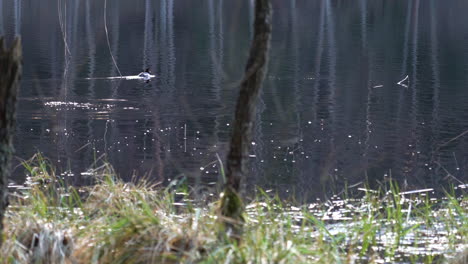 water bird dives into lake and does not resurface while another bird swims away on the calm surface of lake