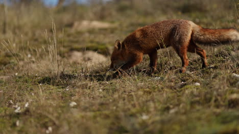 red fox in a field