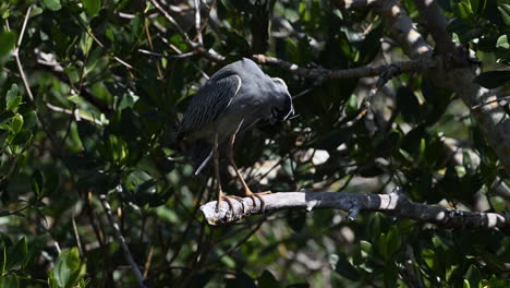 Garza-Nocturna-De-Corona-Amarilla-Adulta,-Mirando-Debajo-De-Un-Ala-Extendida,-Comienza-A-Acicalarse-Las-Plumas,-Florida,-Estados-Unidos