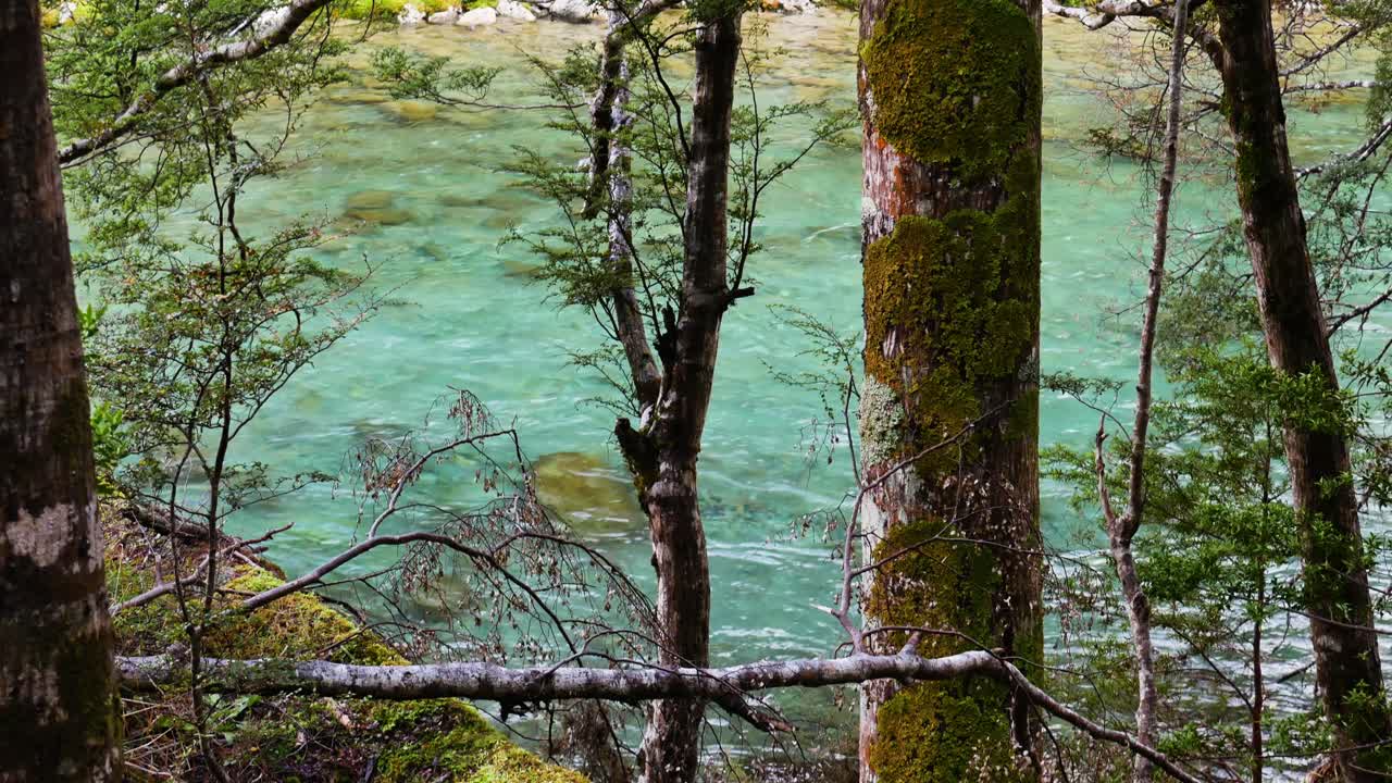 fiume blu chiaro sul bordo di una foresta fitta