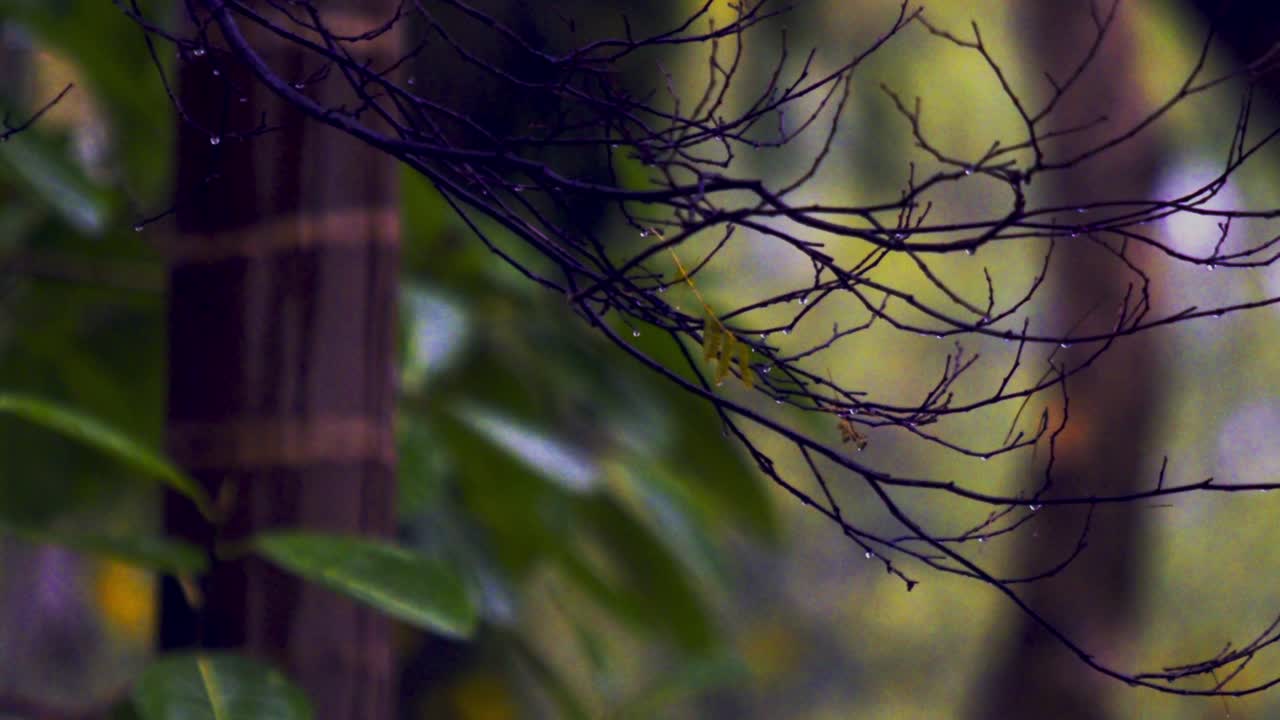 una rama sin hojas llena de gotas se mueve de un lado a otro en el viento después de una tormenta - cerrar