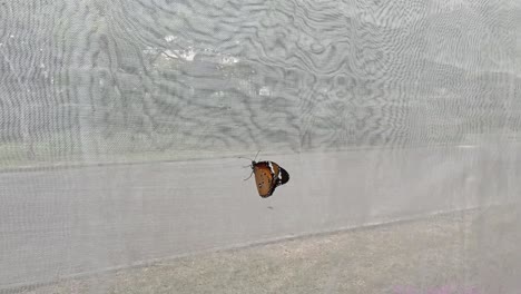 butterfly flying and landing on a window.