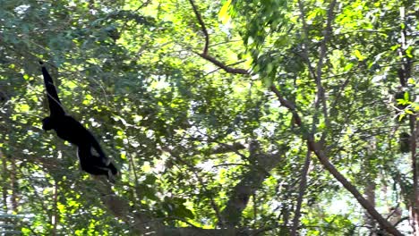 gibbon gracefully swings through lush green trees