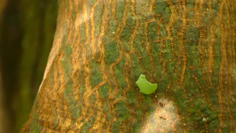 ant carrying a large piece of leaf down a tree trunk. large worker leaf cutter ant carrying a piece of leaf past a queen ant going up the tree trunk.