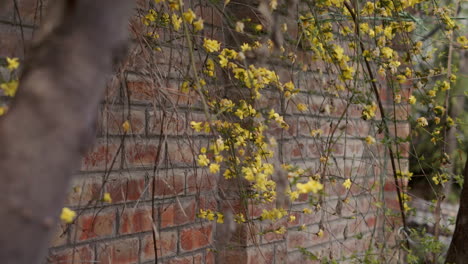 static shot of yellow winter jasmine flowers blooming in front of a brick wall