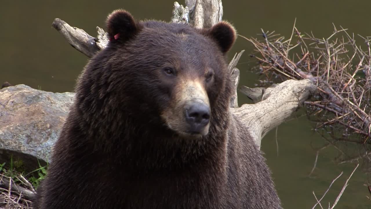 Primo piano di un orso nero accanto all'acqua