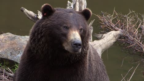 close shot of a black bear next to the water