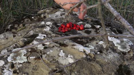 picked wild rose hip lying on an big stone