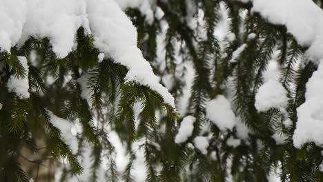 pinheiro em close-up com neve