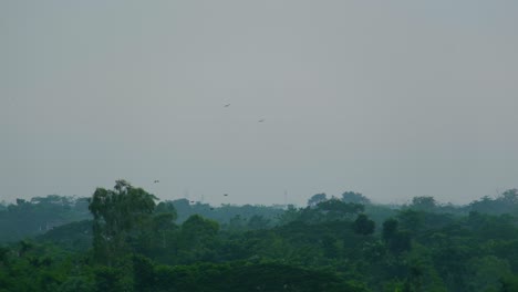 Imágenes-De-Una-Pareja-Reproductora-De-águilas-Dando-Vueltas-Sobre-Un-Denso-Bosque-En-Bangladesh-Y-Contaminación-De-Smog-En-El-Fondo