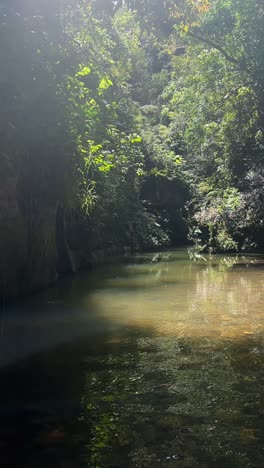 serene forest river