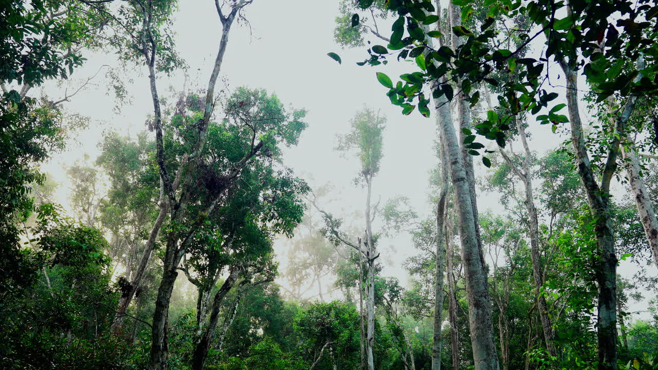 Misty Rainforest Canopy