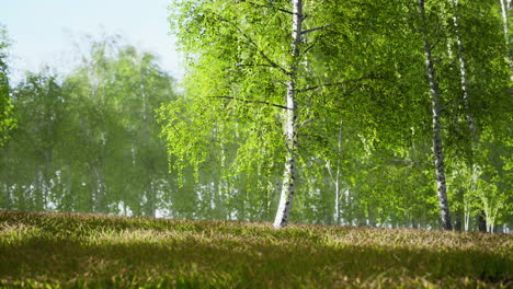 birch trees on the green grass