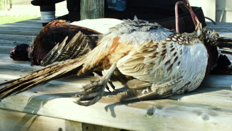 pheasants laying dead after being shot during hunting