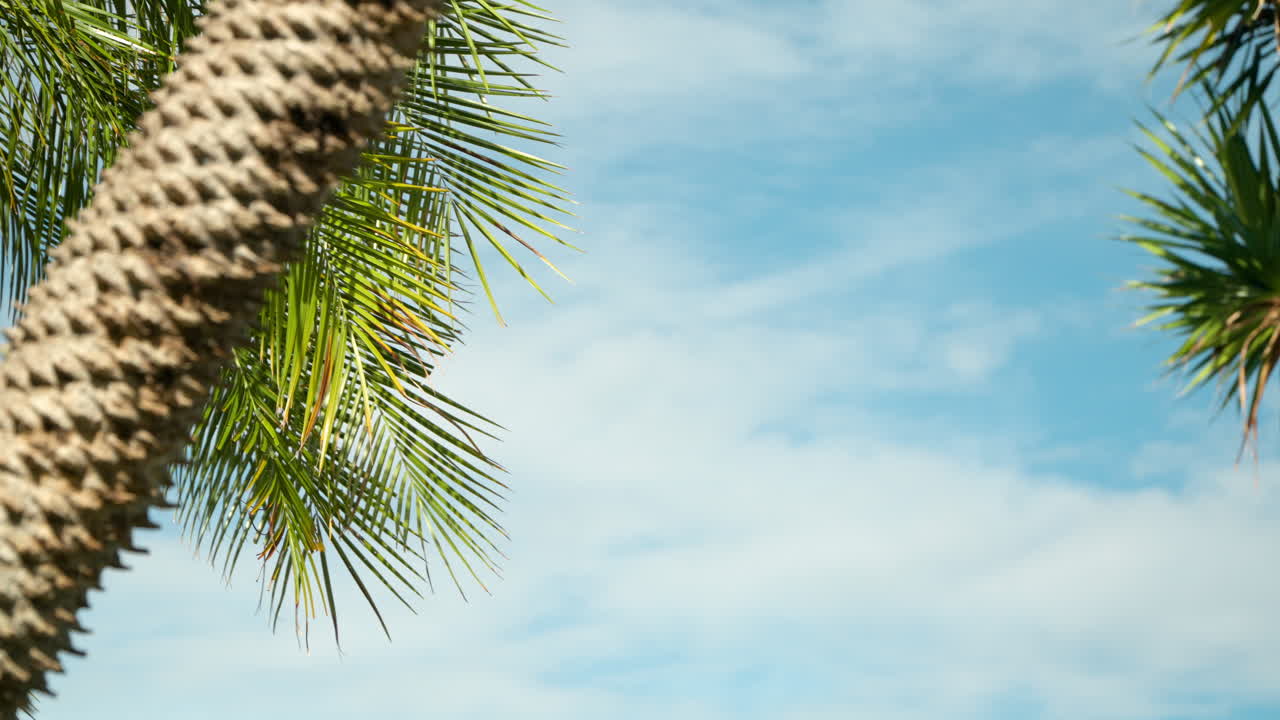 Palm Tree Trunk Against Clear Sky In Tropical Resort Destination