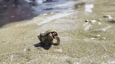 Hermit-crab-on-a-wet-sandy-beach-at-low-tide-cleaning-itself,-with-tourists-watching