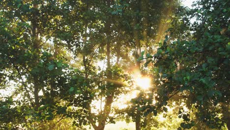 misty peacful scenic morning in summer countryside area. gold soft magic sunrise sun rays transparenting through branches of green trees, thick milky white fog in background.