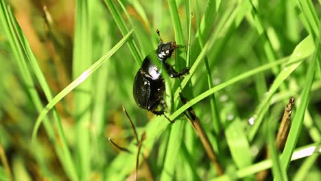 Beetle-in-the-grass,-slowly-crawling-over-leaf-vegetation-and-grass-greenery,-capture-during-daytime-and-on-sunshine