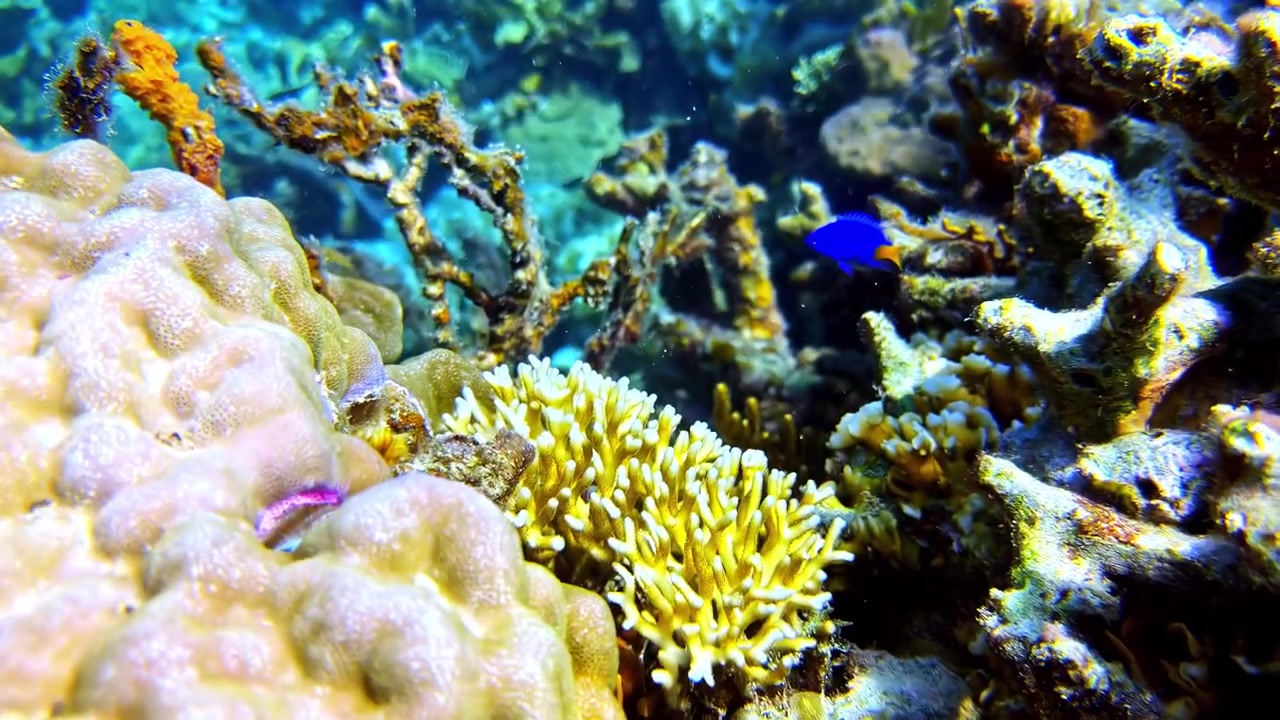 Un pez azul vibrante navega a través de un rico tapiz de corales, mostrando el dinámico ecosistema submarino. Ideal para proyectos de biología marina o contenido educativo.