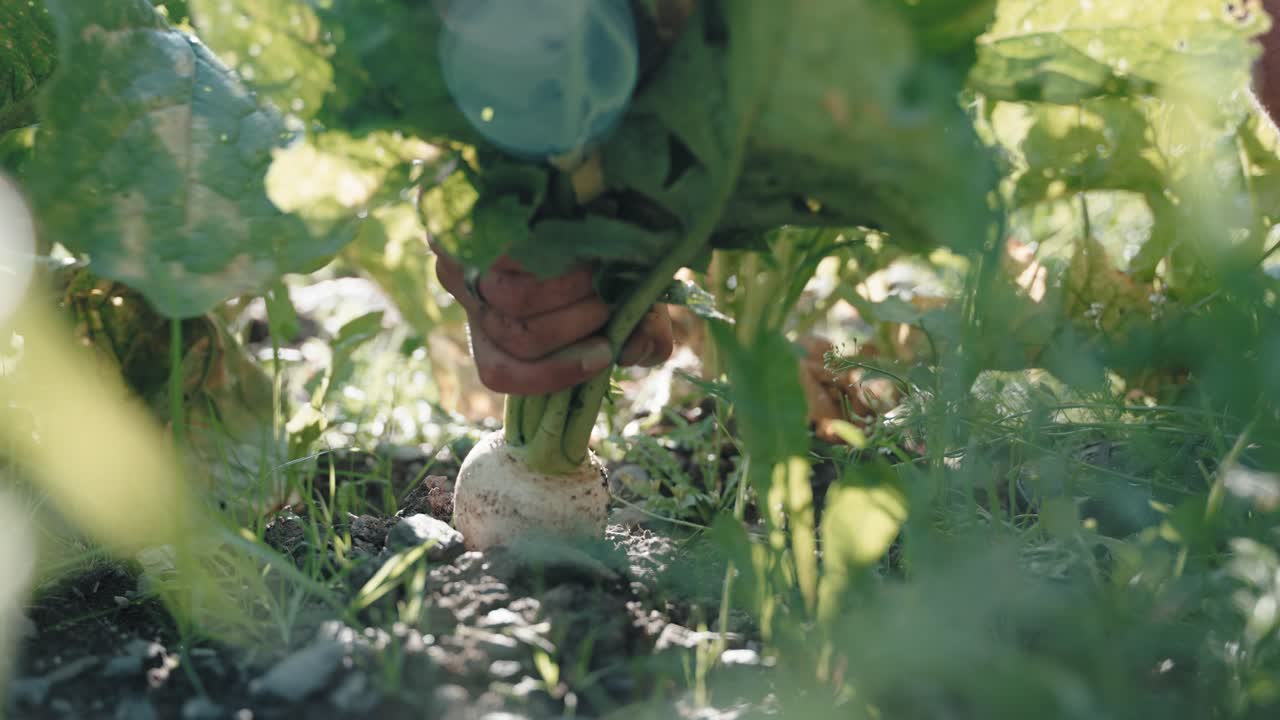 사탕무는 아름다운 배경 조명으로 정원사가 수확합니다