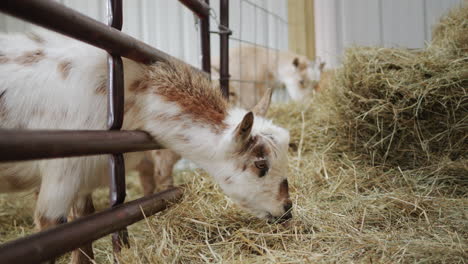 a young goat eats hay in a barn, sticks its head over a fence and gets food.