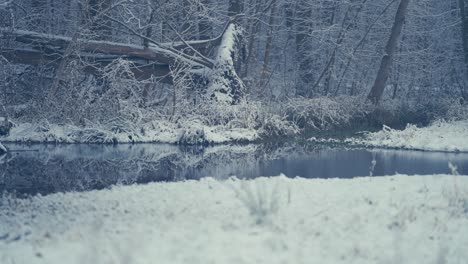 first snow - the thin fluffy white blanket covering the ground and still waters of the lake and the tree branches