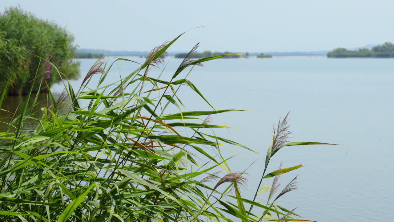 화창한 날 바람에 움직이는 호수와 갈대의 전망