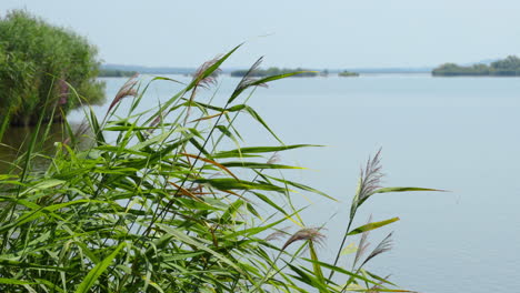 view of a lake and reeds moving in the wind during a sunny day