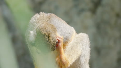 Close-up-Squirrel-Monkey-Scratching-Itchy-Ear-and-Head-with-Leg-Sitting-in-Day-Sunlight-in-South-America-Wild-Nature