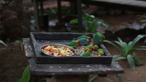 feeding bird in forest