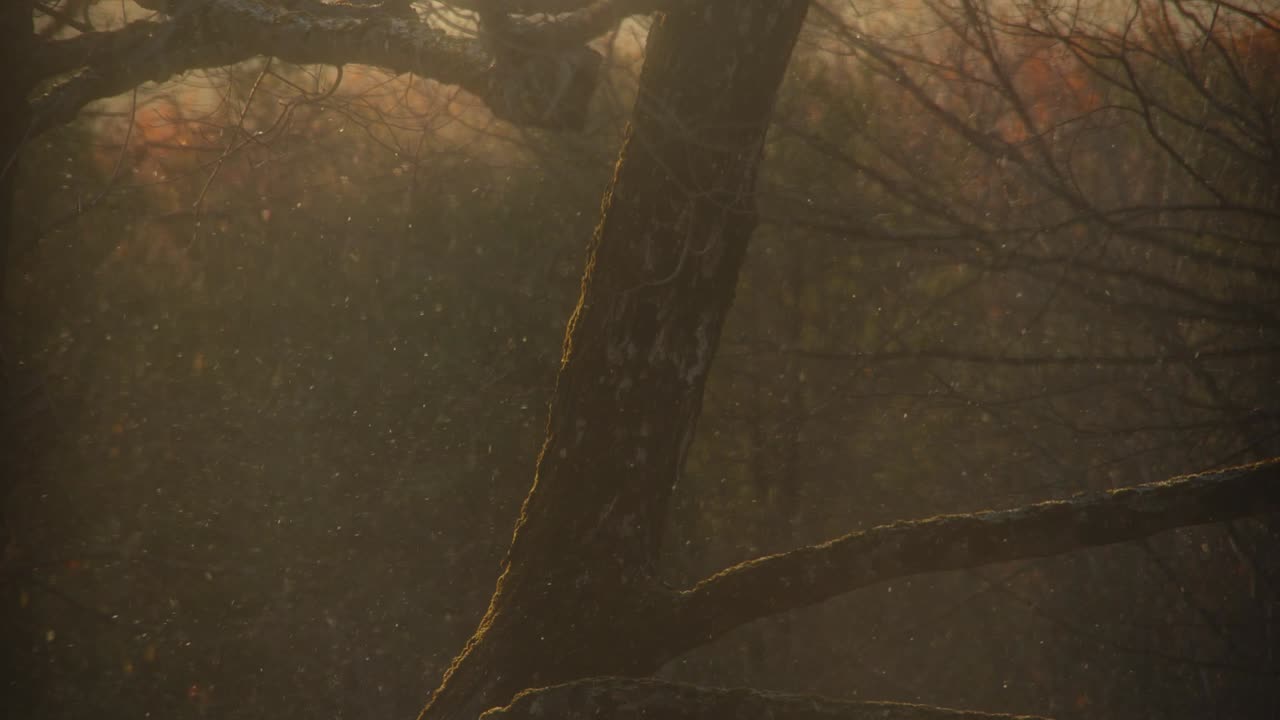 Swirling particles of golden snow illuminated by the rising sun. In slow motion.